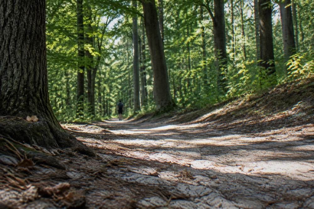 Un sendero de arena serpentea entre árboles frondosos con luz tamizada y un excursionista borroso a lo lejos.